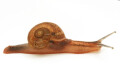 Cryptozona bistrialis India semiadult